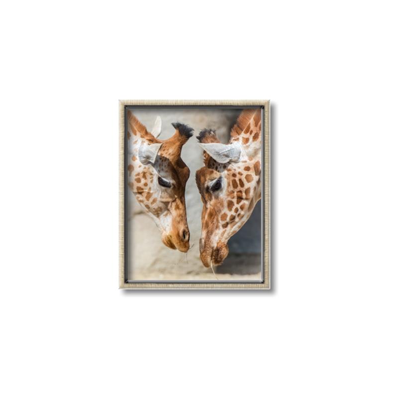 Picture of Giraffe Pals  _GroupedProduct_Rectangle_Portrait_Photography _GroupedProduct_Rectangle_Portrait_Canvas_Framed_