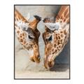 Picture of Giraffe Pals  _GroupedProduct_Rectangle_Portrait_Photography _GroupedProduct_Rectangle_Portrait_Canvas_Framed_
