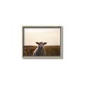 Picture of Grazing Sheep  _GroupedProduct_Rectangle_Landscape_Photography _GroupedProduct_Rectangle_Landscape_Canvas_Framed_