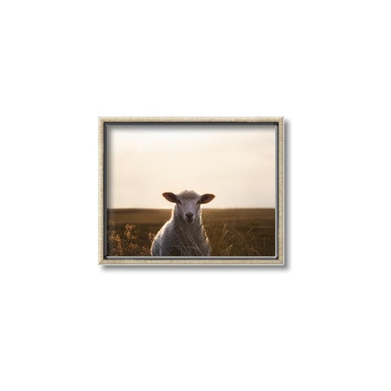 Picture of Grazing Sheep  _GroupedProduct_Rectangle_Landscape_Photography _GroupedProduct_Rectangle_Landscape_Canvas_Framed_