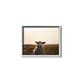Picture of Grazing Sheep  _GroupedProduct_Rectangle_Landscape_Photography _GroupedProduct_Rectangle_Landscape_Canvas_Framed_