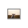 Picture of Grazing Sheep  _GroupedProduct_Rectangle_Landscape_Photography _GroupedProduct_Rectangle_Landscape_Canvas_Framed_