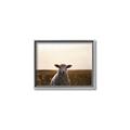Picture of Grazing Sheep  _GroupedProduct_Rectangle_Landscape_Photography _GroupedProduct_Rectangle_Landscape_Canvas_Framed_
