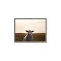 Picture of Grazing Sheep  _GroupedProduct_Rectangle_Landscape_Photography _GroupedProduct_Rectangle_Landscape_Canvas_Framed_