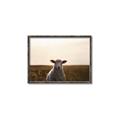 Picture of Grazing Sheep  _GroupedProduct_Rectangle_Landscape_Photography _GroupedProduct_Rectangle_Landscape_Canvas_Framed_