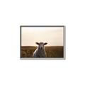 Picture of Grazing Sheep  _GroupedProduct_Rectangle_Landscape_Photography _GroupedProduct_Rectangle_Landscape_Canvas_Framed_