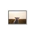 Picture of Grazing Sheep  _GroupedProduct_Rectangle_Landscape_Photography _GroupedProduct_Rectangle_Landscape_Canvas_Framed_