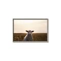 Picture of Grazing Sheep  _GroupedProduct_Rectangle_Landscape_Photography _GroupedProduct_Rectangle_Landscape_Canvas_Framed_