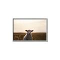 Picture of Grazing Sheep  _GroupedProduct_Rectangle_Landscape_Photography _GroupedProduct_Rectangle_Landscape_Canvas_Framed_