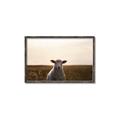 Picture of Grazing Sheep  _GroupedProduct_Rectangle_Landscape_Photography _GroupedProduct_Rectangle_Landscape_Canvas_Framed_