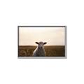 Picture of Grazing Sheep  _GroupedProduct_Rectangle_Landscape_Photography _GroupedProduct_Rectangle_Landscape_Canvas_Framed_