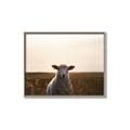 Picture of Grazing Sheep  _GroupedProduct_Rectangle_Landscape_Photography _GroupedProduct_Rectangle_Landscape_Canvas_Framed_
