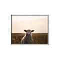 Picture of Grazing Sheep  _GroupedProduct_Rectangle_Landscape_Photography _GroupedProduct_Rectangle_Landscape_Canvas_Framed_