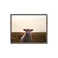 Picture of Grazing Sheep  _GroupedProduct_Rectangle_Landscape_Photography _GroupedProduct_Rectangle_Landscape_Canvas_Framed_