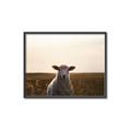 Picture of Grazing Sheep  _GroupedProduct_Rectangle_Landscape_Photography _GroupedProduct_Rectangle_Landscape_Canvas_Framed_