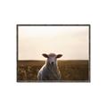 Picture of Grazing Sheep  _GroupedProduct_Rectangle_Landscape_Photography _GroupedProduct_Rectangle_Landscape_Canvas_Framed_