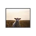 Picture of Grazing Sheep  _GroupedProduct_Rectangle_Landscape_Photography _GroupedProduct_Rectangle_Landscape_Canvas_Framed_