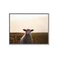 Picture of Grazing Sheep  _GroupedProduct_Rectangle_Landscape_Photography _GroupedProduct_Rectangle_Landscape_Canvas_Framed_