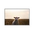 Picture of Grazing Sheep  _GroupedProduct_Rectangle_Landscape_Photography _GroupedProduct_Rectangle_Landscape_Canvas_Framed_