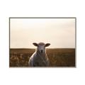 Picture of Grazing Sheep  _GroupedProduct_Rectangle_Landscape_Photography _GroupedProduct_Rectangle_Landscape_Canvas_Framed_