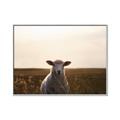 Picture of Grazing Sheep  _GroupedProduct_Rectangle_Landscape_Photography _GroupedProduct_Rectangle_Landscape_Canvas_Framed_