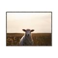 Picture of Grazing Sheep  _GroupedProduct_Rectangle_Landscape_Photography _GroupedProduct_Rectangle_Landscape_Canvas_Framed_