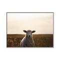 Picture of Grazing Sheep  _GroupedProduct_Rectangle_Landscape_Photography _GroupedProduct_Rectangle_Landscape_Canvas_Framed_