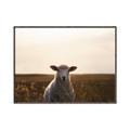 Picture of Grazing Sheep  _GroupedProduct_Rectangle_Landscape_Photography _GroupedProduct_Rectangle_Landscape_Canvas_Framed_