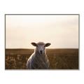 Picture of Grazing Sheep  _GroupedProduct_Rectangle_Landscape_Photography _GroupedProduct_Rectangle_Landscape_Canvas_Framed_