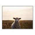 Picture of Grazing Sheep  _GroupedProduct_Rectangle_Landscape_Photography _GroupedProduct_Rectangle_Landscape_Canvas_Framed_