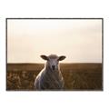 Picture of Grazing Sheep  _GroupedProduct_Rectangle_Landscape_Photography _GroupedProduct_Rectangle_Landscape_Canvas_Framed_