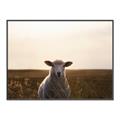 Picture of Grazing Sheep  _GroupedProduct_Rectangle_Landscape_Photography _GroupedProduct_Rectangle_Landscape_Canvas_Framed_