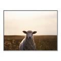 Picture of Grazing Sheep  _GroupedProduct_Rectangle_Landscape_Photography _GroupedProduct_Rectangle_Landscape_Canvas_Framed_