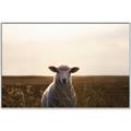 Picture of Grazing Sheep  _GroupedProduct_Rectangle_Landscape_Photography _GroupedProduct_Rectangle_Landscape_Canvas_Framed_