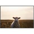 Picture of Grazing Sheep  _GroupedProduct_Rectangle_Landscape_Photography _GroupedProduct_Rectangle_Landscape_Canvas_Framed_
