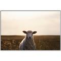 Picture of Grazing Sheep  _GroupedProduct_Rectangle_Landscape_Photography _GroupedProduct_Rectangle_Landscape_Canvas_Framed_