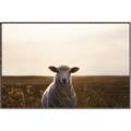 Picture of Grazing Sheep  _GroupedProduct_Rectangle_Landscape_Photography _GroupedProduct_Rectangle_Landscape_Canvas_Framed_