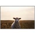 Picture of Grazing Sheep  _GroupedProduct_Rectangle_Landscape_Photography _GroupedProduct_Rectangle_Landscape_Canvas_Framed_