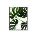 Picture of Green Palms _GroupedProduct_Rectangle_Portrait_Photography _GroupedProduct_Rectangle_Portrait_Canvas_Framed_