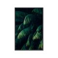 Picture of Greenleaf I _GroupedProduct_Rectangle_Portrait_Photography _GroupedProduct_Rectangle_Portrait_Canvas_Framed_