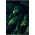 Picture of Greenleaf I _GroupedProduct_Rectangle_Portrait_Photography _GroupedProduct_Rectangle_Portrait_Canvas_Framed_