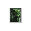 Picture of Greenleaf II _GroupedProduct_Rectangle_Portrait_Photography _GroupedProduct_Rectangle_Portrait_Canvas_Framed_