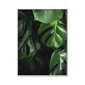 Picture of Greenleaf II _GroupedProduct_Rectangle_Portrait_Photography _GroupedProduct_Rectangle_Portrait_Canvas_Framed_