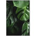 Picture of Greenleaf II _GroupedProduct_Rectangle_Portrait_Photography _GroupedProduct_Rectangle_Portrait_Canvas_Framed_