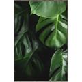 Picture of Greenleaf II _GroupedProduct_Rectangle_Portrait_Photography _GroupedProduct_Rectangle_Portrait_Canvas_Framed_