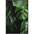 Picture of Greenleaf II _GroupedProduct_Rectangle_Portrait_Photography _GroupedProduct_Rectangle_Portrait_Canvas_Framed_