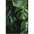Picture of Greenleaf II _GroupedProduct_Rectangle_Portrait_Photography _GroupedProduct_Rectangle_Portrait_Canvas_Framed_