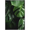 Picture of Greenleaf II _GroupedProduct_Rectangle_Portrait_Photography _GroupedProduct_Rectangle_Portrait_Canvas_Framed_