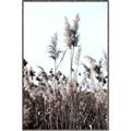 Picture of In the Fields _GroupedProduct_Rectangle_Portrait_Photography _GroupedProduct_Rectangle_Portrait_Canvas_Framed_