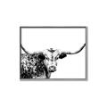 Picture of Jackson, The Bull  _GroupedProduct_Rectangle_Landscape_Photography _GroupedProduct_Rectangle_Landscape_Canvas_Framed_